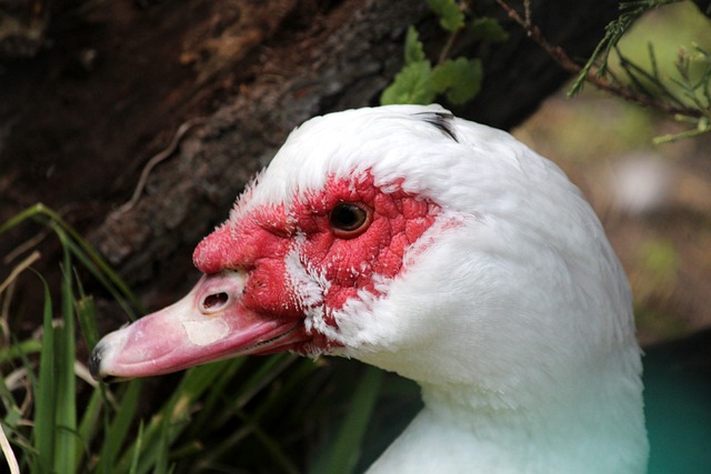 的投注选择 的投注选择